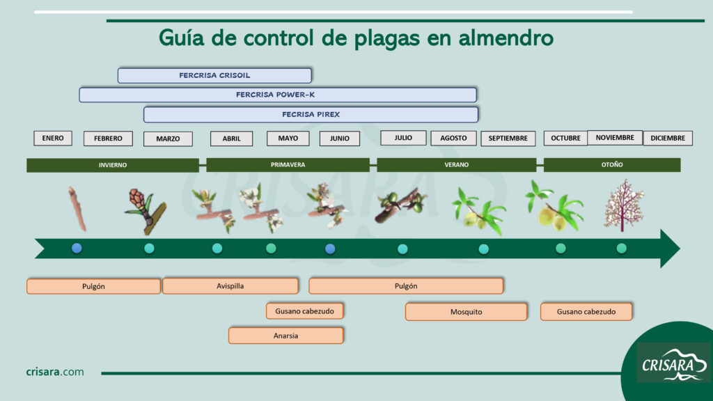 Guía para control de plagas en cultivo de Almendros