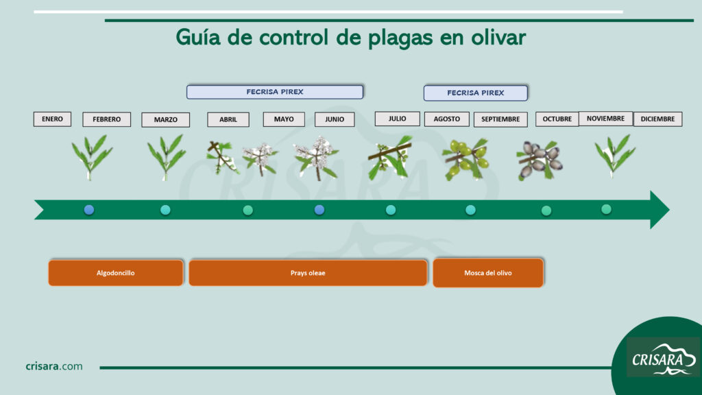 Guía de control de plagas en Olivar con productos orgánicos y biológicos.