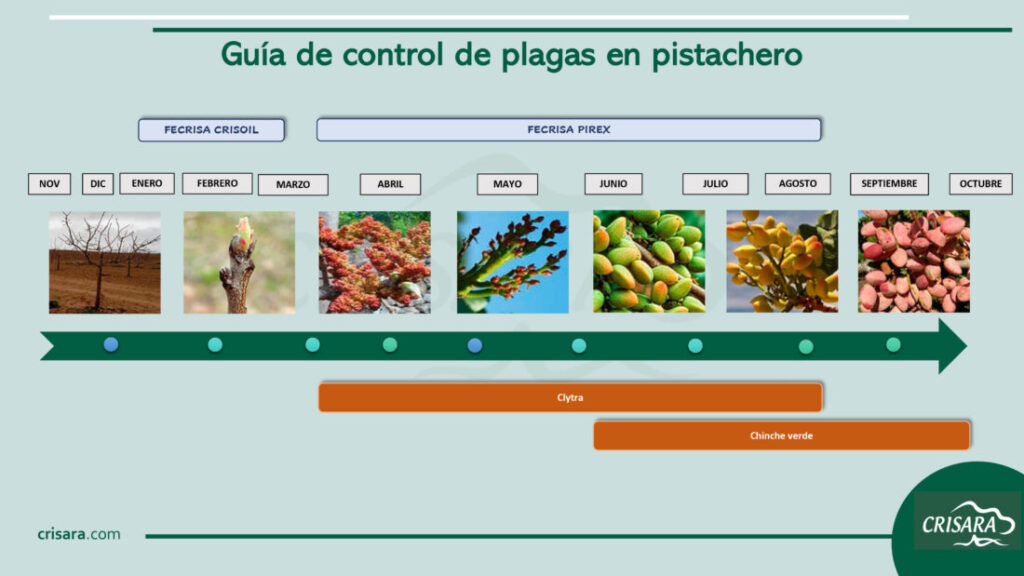 Guía de control de plagas en Pistacho y pistachero
